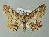  (Cleora AH01Md - BC ZSM Lep 41295)  @14 [ ] CreativeCommons - Attribution Non-Commercial Share-Alike (2012) Axel Hausmann/Bavarian State Collection of Zoology (ZSM) SNSB, Zoologische Staatssammlung Muenchen