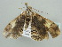 ( - BC ZSM Lep 41313)  @12 [ ] CreativeCommons - Attribution Non-Commercial Share-Alike (2011) Axel Hausmann/Bavarian State Collection of Zoology (ZSM) SNSB, Zoologische Staatssammlung Muenchen