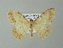  ( - BC ZSM Lep 41335)  @13 [ ] CreativeCommons - Attribution Non-Commercial Share-Alike (2012) Axel Hausmann/Bavarian State Collection of Zoology (ZSM) SNSB, Zoologische Staatssammlung Muenchen