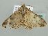  (Cleora AH03Md - BC ZSM Lep 41336)  @11 [ ] CreativeCommons - Attribution Non-Commercial Share-Alike (2011) Axel Hausmann/Bavarian State Collection of Zoology (ZSM) SNSB, Zoologische Staatssammlung Muenchen