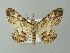  (Cleora AH04Md - BC ZSM Lep 41337)  @13 [ ] CreativeCommons - Attribution Non-Commercial Share-Alike (2012) Axel Hausmann/Bavarian State Collection of Zoology (ZSM) SNSB, Zoologische Staatssammlung Muenchen