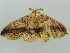  ( - BC ZSM Lep 41345)  @13 [ ] CreativeCommons - Attribution Non-Commercial Share-Alike (2011) Axel Hausmann/Bavarian State Collection of Zoology (ZSM) SNSB, Zoologische Staatssammlung Muenchen