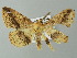  ( - BC ZSM Lep 41345)  @13 [ ] CreativeCommons - Attribution Non-Commercial Share-Alike (2012) Axel Hausmann/Bavarian State Collection of Zoology (ZSM) SNSB, Zoologische Staatssammlung Muenchen