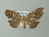  ( - BC ZSM Lep 41346)  @11 [ ] CreativeCommons - Attribution Non-Commercial Share-Alike (2012) Axel Hausmann/Bavarian State Collection of Zoology (ZSM) SNSB, Zoologische Staatssammlung Muenchen