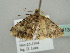  ( - BC ZSM Lep 41347)  @12 [ ] CreativeCommons - Attribution Non-Commercial Share-Alike (2011) Axel Hausmann/Bavarian State Collection of Zoology (ZSM) SNSB, Zoologische Staatssammlung Muenchen