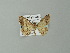  ( - BC ZSM Lep 41347)  @13 [ ] CreativeCommons - Attribution Non-Commercial Share-Alike (2012) Axel Hausmann/Bavarian State Collection of Zoology (ZSM) SNSB, Zoologische Staatssammlung Muenchen