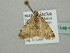  ( - BC ZSM Lep 41353)  @12 [ ] CreativeCommons - Attribution Non-Commercial Share-Alike (2011) Axel Hausmann/Bavarian State Collection of Zoology (ZSM) SNSB, Zoologische Staatssammlung Muenchen