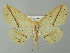  (Psilocerea AH11Md - BC ZSM Lep 41364)  @12 [ ] CreativeCommons - Attribution Non-Commercial Share-Alike (2012) Axel Hausmann/Bavarian State Collection of Zoology (ZSM) SNSB, Zoologische Staatssammlung Muenchen