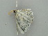 (Epigelasma AH03Md - BC ZSM Lep 41365)  @12 [ ] CreativeCommons - Attribution Non-Commercial Share-Alike (2011) Axel Hausmann/Bavarian State Collection of Zoology (ZSM) SNSB, Zoologische Staatssammlung Muenchen