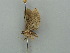  ( - BC ZSM Lep 41369)  @13 [ ] CreativeCommons - Attribution Non-Commercial Share-Alike (2011) Axel Hausmann/Bavarian State Collection of Zoology (ZSM) SNSB, Zoologische Staatssammlung Muenchen