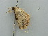  ( - BC ZSM Lep 41373)  @12 [ ] CreativeCommons - Attribution Non-Commercial Share-Alike (2011) Axel Hausmann/Bavarian State Collection of Zoology (ZSM) SNSB, Zoologische Staatssammlung Muenchen