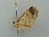  ( - BC ZSM Lep 41374)  @12 [ ] CreativeCommons - Attribution Non-Commercial Share-Alike (2011) Axel Hausmann/Bavarian State Collection of Zoology (ZSM) SNSB, Zoologische Staatssammlung Muenchen