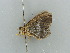  ( - BC ZSM Lep 42336)  @12 [ ] CreativeCommons - Attribution Non-Commercial Share-Alike (2011) Axel Hausmann/Bavarian State Collection of Zoology (ZSM) SNSB, Zoologische Staatssammlung Muenchen