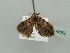  ( - BC ZSM Lep 42352)  @12 [ ] CreativeCommons - Attribution Non-Commercial Share-Alike (2011) Axel Hausmann/Bavarian State Collection of Zoology (ZSM) SNSB, Zoologische Staatssammlung Muenchen