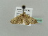  ( - BC ZSM Lep 42358)  @13 [ ] CreativeCommons - Attribution Non-Commercial Share-Alike (2011) Axel Hausmann/Bavarian State Collection of Zoology (ZSM) SNSB, Zoologische Staatssammlung Muenchen