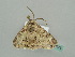  (Cleora AH05Md - BC ZSM Lep 42375)  @12 [ ] CreativeCommons - Attribution Non-Commercial Share-Alike (2011) Axel Hausmann/Bavarian State Collection of Zoology (ZSM) SNSB, Zoologische Staatssammlung Muenchen