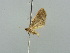  ( - BC ZSM Lep 42384)  @12 [ ] CreativeCommons - Attribution Non-Commercial Share-Alike (2011) Axel Hausmann/Bavarian State Collection of Zoology (ZSM) SNSB, Zoologische Staatssammlung Muenchen