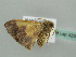  ( - BC ZSM Lep 42392)  @12 [ ] CreativeCommons - Attribution Non-Commercial Share-Alike (2011) Axel Hausmann/Bavarian State Collection of Zoology (ZSM) SNSB, Zoologische Staatssammlung Muenchen