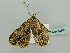  ( - BC ZSM Lep 42396)  @12 [ ] CreativeCommons - Attribution Non-Commercial Share-Alike (2011) Axel Hausmann/Bavarian State Collection of Zoology (ZSM) SNSB, Zoologische Staatssammlung Muenchen