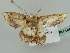  (Archichlora trygodesAH01Md - BC ZSM Lep 42416)  @12 [ ] CreativeCommons - Attribution Non-Commercial Share-Alike (2011) Axel Hausmann/Bavarian State Collection of Zoology (ZSM) SNSB, Zoologische Staatssammlung Muenchen