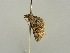  (Eupithecia AH05Md - BC ZSM Lep 42420)  @12 [ ] CreativeCommons - Attribution Non-Commercial Share-Alike (2011) Axel Hausmann/Bavarian State Collection of Zoology (ZSM) SNSB, Zoologische Staatssammlung Muenchen
