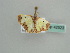  ( - BC ZSM Lep 42523)  @11 [ ] CreativeCommons - Attribution Non-Commercial Share-Alike (2011) Axel Hausmann/Bavarian State Collection of Zoology (ZSM) SNSB, Zoologische Staatssammlung Muenchen