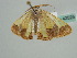  ( - BC ZSM Lep 42525)  @12 [ ] CreativeCommons - Attribution Non-Commercial Share-Alike (2011) Axel Hausmann/Bavarian State Collection of Zoology (ZSM) SNSB, Zoologische Staatssammlung Muenchen