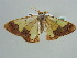  (Zamarada AH04Gm - BC ZSM Lep 42538)  @11 [ ] CreativeCommons - Attribution Non-Commercial Share-Alike (2011) Axel Hausmann/Bavarian State Collection of Zoology (ZSM) SNSB, Zoologische Staatssammlung Muenchen