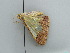  (Zamarada AH05Gm - BC ZSM Lep 42539)  @12 [ ] CreativeCommons - Attribution Non-Commercial Share-Alike (2011) Axel Hausmann/Bavarian State Collection of Zoology (ZSM) SNSB, Zoologische Staatssammlung Muenchen