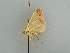  ( - BC ZSM Lep 42540)  @12 [ ] CreativeCommons - Attribution Non-Commercial Share-Alike (2011) Axel Hausmann/Bavarian State Collection of Zoology (ZSM) SNSB, Zoologische Staatssammlung Muenchen