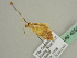  ( - BC ZSM Lep 42541)  @13 [ ] CreativeCommons - Attribution Non-Commercial Share-Alike (2011) Axel Hausmann/Bavarian State Collection of Zoology (ZSM) SNSB, Zoologische Staatssammlung Muenchen