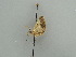  (Zamarada AH08Gm - BC ZSM Lep 42542)  @12 [ ] CreativeCommons - Attribution Non-Commercial Share-Alike (2011) Axel Hausmann/Bavarian State Collection of Zoology (ZSM) SNSB, Zoologische Staatssammlung Muenchen