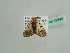  (Zamarada AH09Gm - BC ZSM Lep 42543)  @12 [ ] CreativeCommons - Attribution Non-Commercial Share-Alike (2011) Axel Hausmann/Bavarian State Collection of Zoology (ZSM) SNSB, Zoologische Staatssammlung Muenchen