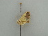  (Zamarada AH10Gm - BC ZSM Lep 42544)  @11 [ ] CreativeCommons - Attribution Non-Commercial Share-Alike (2011) Axel Hausmann/Bavarian State Collection of Zoology (ZSM) SNSB, Zoologische Staatssammlung Muenchen