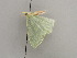  ( - BC ZSM Lep 42548)  @13 [ ] CreativeCommons - Attribution Non-Commercial Share-Alike (2011) Axel Hausmann/Bavarian State Collection of Zoology (ZSM) SNSB, Zoologische Staatssammlung Muenchen
