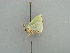  ( - BC ZSM Lep 42550)  @13 [ ] CreativeCommons - Attribution Non-Commercial Share-Alike (2011) Axel Hausmann/Bavarian State Collection of Zoology (ZSM) SNSB, Zoologische Staatssammlung Muenchen