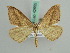  ( - BC ZSM Lep 42555)  @13 [ ] CreativeCommons - Attribution Non-Commercial Share-Alike (2011) Axel Hausmann/Bavarian State Collection of Zoology (ZSM) SNSB, Zoologische Staatssammlung Muenchen