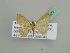  ( - BC ZSM Lep 42577)  @12 [ ] CreativeCommons - Attribution Non-Commercial Share-Alike (2011) Axel Hausmann/Bavarian State Collection of Zoology (ZSM) SNSB, Zoologische Staatssammlung Muenchen