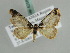  ( - BC ZSM Lep 42580)  @12 [ ] CreativeCommons - Attribution Non-Commercial Share-Alike (2011) Axel Hausmann/Bavarian State Collection of Zoology (ZSM) SNSB, Zoologische Staatssammlung Muenchen