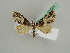  ( - BC ZSM Lep 42581)  @12 [ ] CreativeCommons - Attribution Non-Commercial Share-Alike (2011) Axel Hausmann/Bavarian State Collection of Zoology (ZSM) SNSB, Zoologische Staatssammlung Muenchen