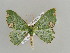  ( - BC ZSM Lep 42583)  @13 [ ] CreativeCommons - Attribution Non-Commercial Share-Alike (2011) Axel Hausmann/Bavarian State Collection of Zoology (ZSM) SNSB, Zoologische Staatssammlung Muenchen