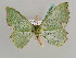  ( - BC ZSM Lep 42584)  @12 [ ] CreativeCommons - Attribution Non-Commercial Share-Alike (2011) Axel Hausmann/Bavarian State Collection of Zoology (ZSM) SNSB, Zoologische Staatssammlung Muenchen