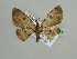  ( - BC ZSM Lep 42585)  @13 [ ] CreativeCommons - Attribution Non-Commercial Share-Alike (2011) Axel Hausmann/Bavarian State Collection of Zoology (ZSM) SNSB, Zoologische Staatssammlung Muenchen