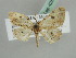  ( - BC ZSM Lep 42586)  @14 [ ] CreativeCommons - Attribution Non-Commercial Share-Alike (2011) Axel Hausmann/Bavarian State Collection of Zoology (ZSM) SNSB, Zoologische Staatssammlung Muenchen