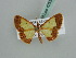  (Zamarada AH01Tz - BC ZSM Lep 42590)  @14 [ ] CreativeCommons - Attribution Non-Commercial Share-Alike (2011) Axel Hausmann/Bavarian State Collection of Zoology (ZSM) SNSB, Zoologische Staatssammlung Muenchen