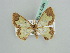  ( - BC ZSM Lep 42594)  @12 [ ] CreativeCommons - Attribution Non-Commercial Share-Alike (2011) Axel Hausmann/Bavarian State Collection of Zoology (ZSM) SNSB, Zoologische Staatssammlung Muenchen