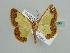  (Zamarada AH07Tz - BC ZSM Lep 42596)  @14 [ ] CreativeCommons - Attribution Non-Commercial Share-Alike (2011) Axel Hausmann/Bavarian State Collection of Zoology (ZSM) SNSB, Zoologische Staatssammlung Muenchen
