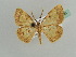  ( - BC ZSM Lep 42598)  @13 [ ] CreativeCommons - Attribution Non-Commercial Share-Alike (2011) Axel Hausmann/Bavarian State Collection of Zoology (ZSM) SNSB, Zoologische Staatssammlung Muenchen