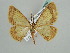  ( - BC ZSM Lep 42599)  @13 [ ] CreativeCommons - Attribution Non-Commercial Share-Alike (2011) Axel Hausmann/Bavarian State Collection of Zoology (ZSM) SNSB, Zoologische Staatssammlung Muenchen