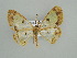  ( - BC ZSM Lep 42600)  @12 [ ] CreativeCommons - Attribution Non-Commercial Share-Alike (2011) Axel Hausmann/Bavarian State Collection of Zoology (ZSM) SNSB, Zoologische Staatssammlung Muenchen
